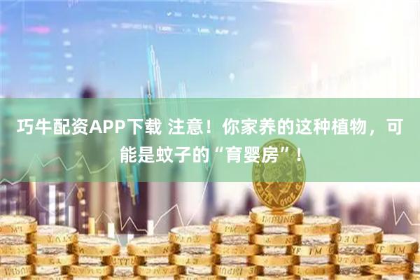 巧牛配资APP下载 注意！你家养的这种植物，可能是蚊子的“育婴房”！