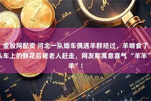 金股网配资 河北一队婚车偶遇羊群经过，羊啃食了头车上的鲜花后被老人赶走，网友称寓意喜气 “羊羊”！