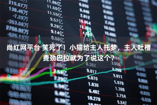 尚红网平台 笑死了！小猫给主人托梦，主人吐槽费劲巴拉就为了说这个？