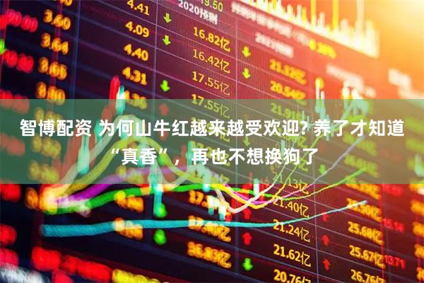 智博配资 为何山牛红越来越受欢迎? 养了才知道“真香”，再也不想换狗了