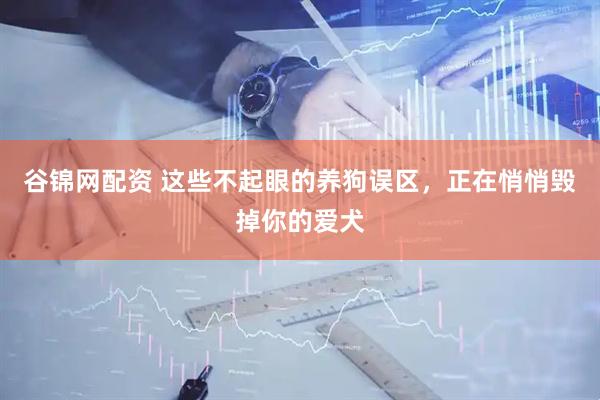 谷锦网配资 这些不起眼的养狗误区，正在悄悄毁掉你的爱犬